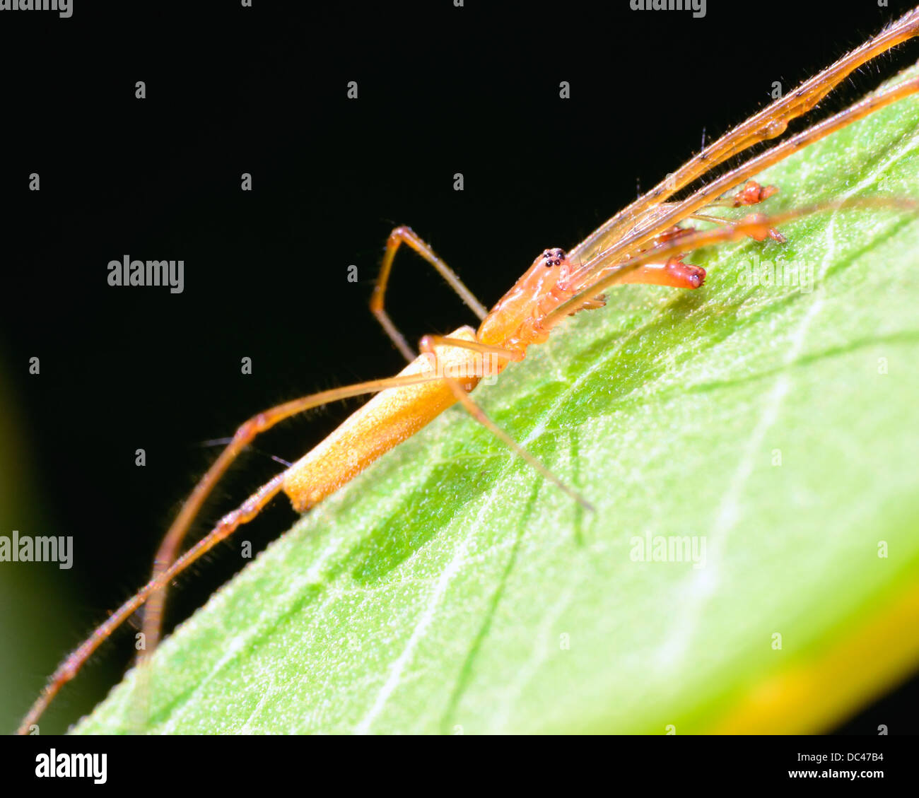Long-jawed Orb Weaver perched on a green plant leaf. Stock Photo