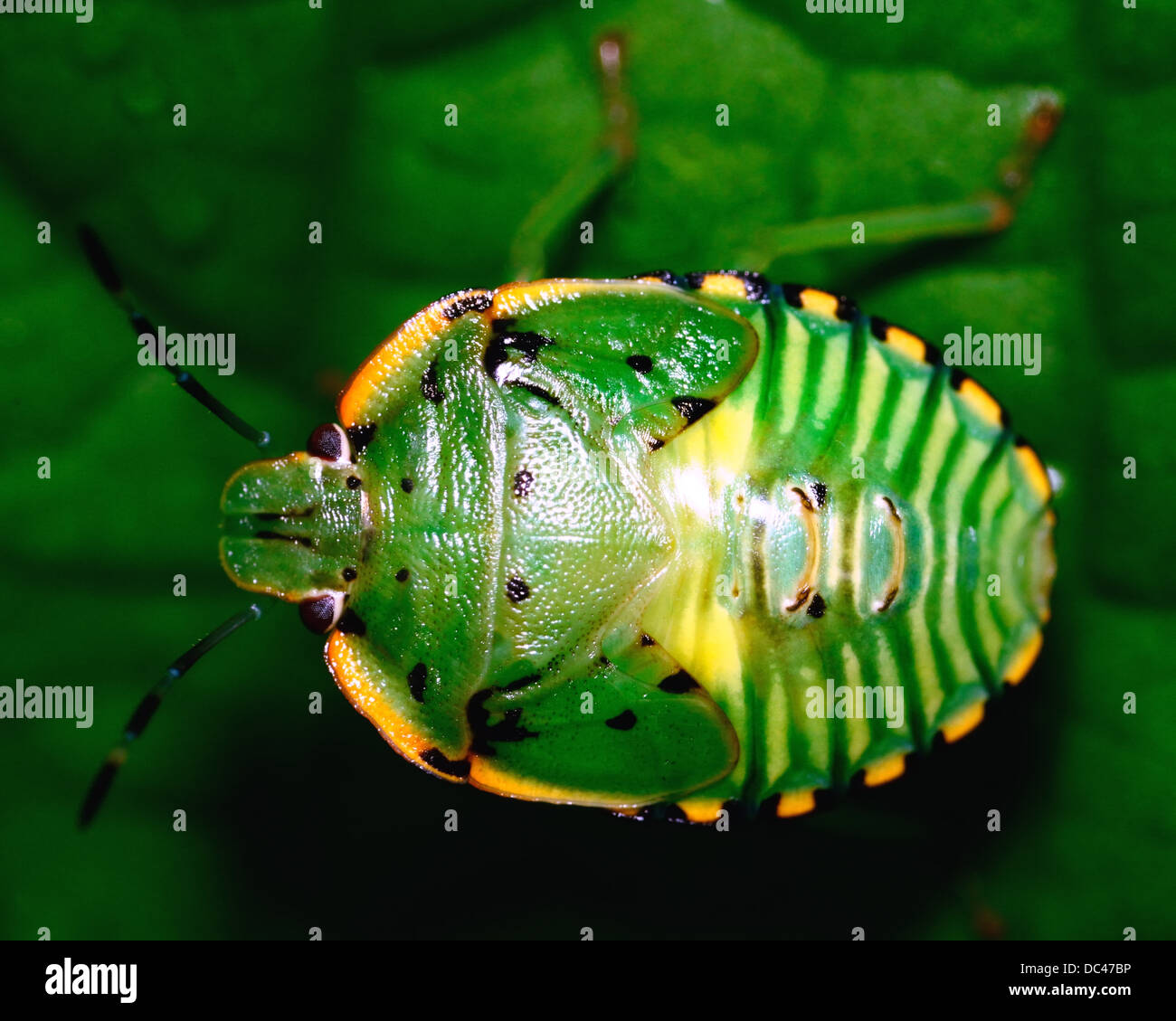 Bug insect wild animal wildlife hi-res stock photography and images - Alamy