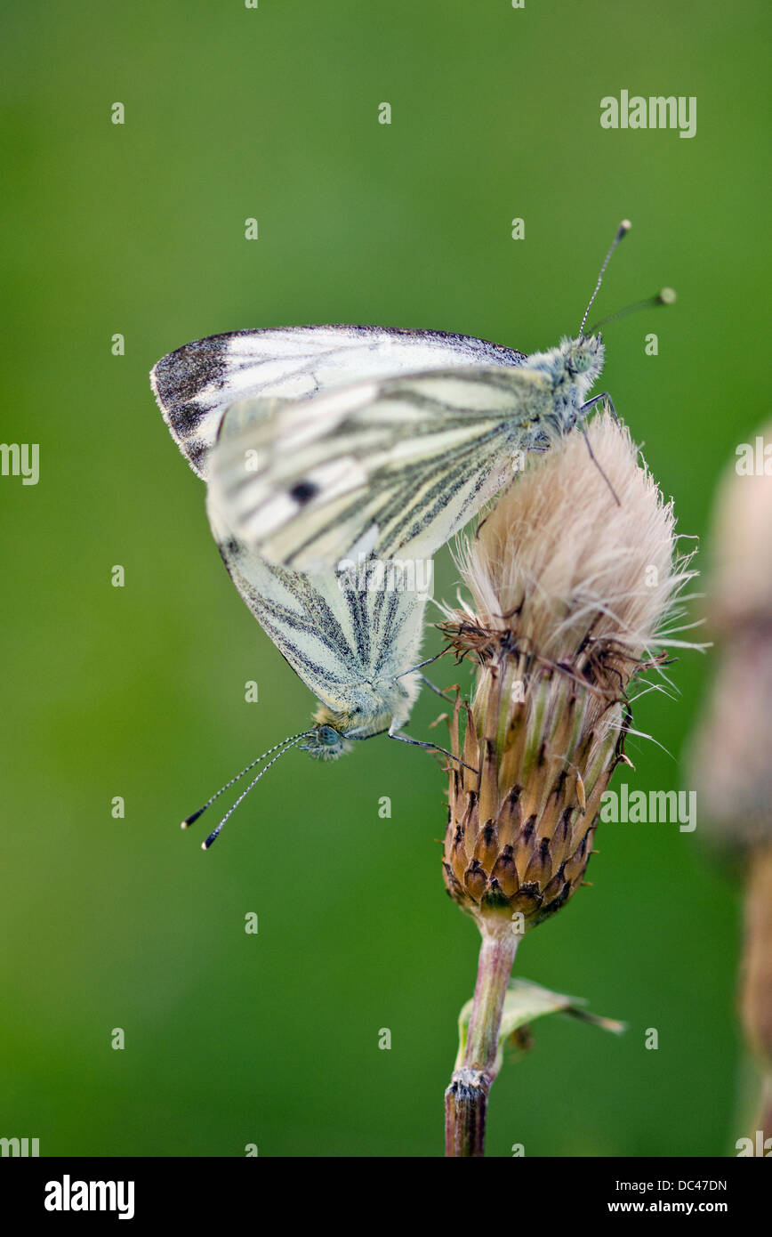 Green Veined White Butterflies Mating Stock Photo Alamy