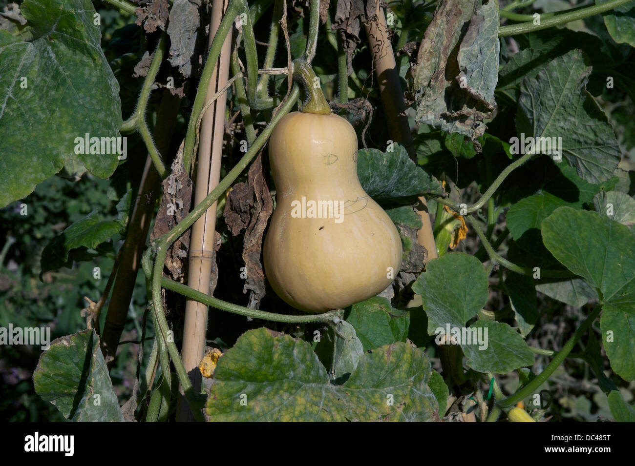A butternut squash. Cultivar 'zenith'. Cucurbita moschata Stock Photo