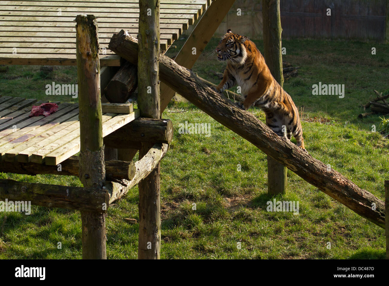 Tiger in captivity eating food at flamingo zoo in north Yorkshire ...