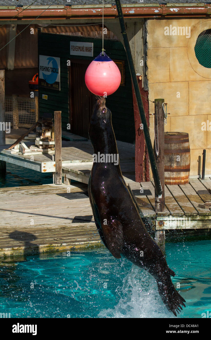 A sea lion performs tricks at flamingo land zoo in north yorkshire