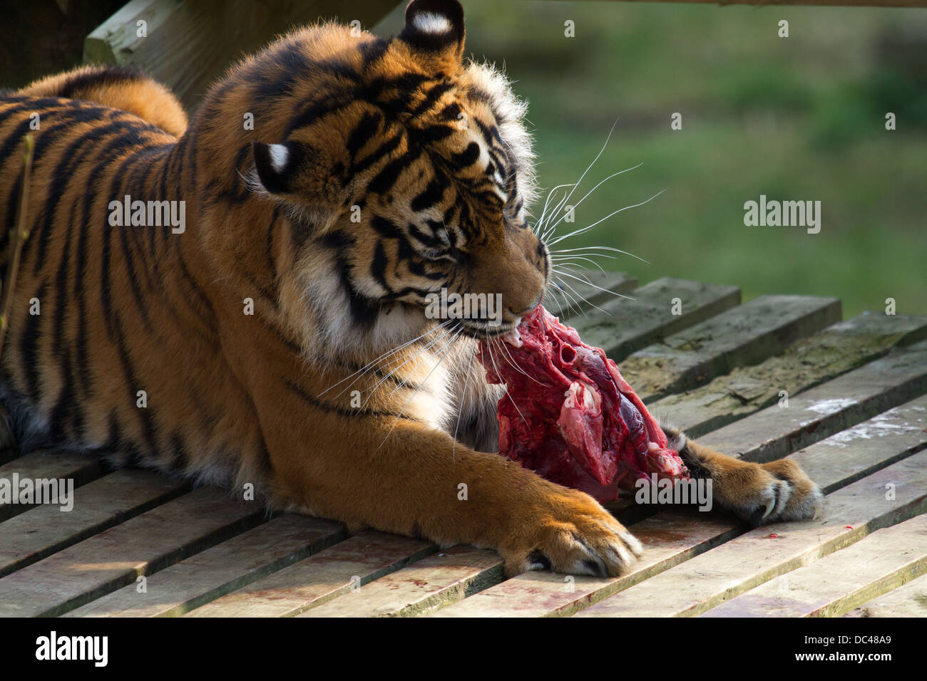 Tiger food zoo hi-res stock photography and images - Alamy