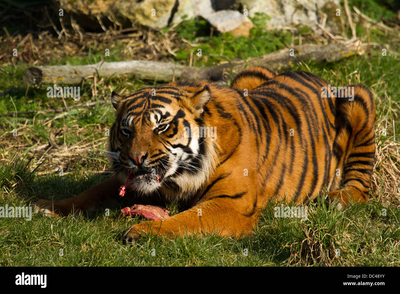 Tiger Eating Man Alive