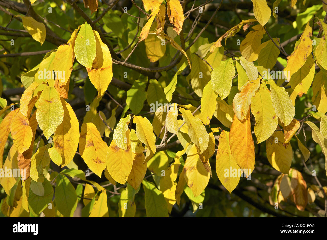 Asimina triloba (L.) Dunal. Autumn leaves. Stock Photo