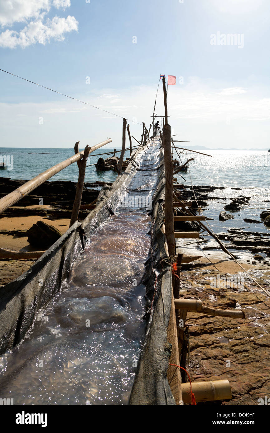 Chute on a Jellyfish Plantation near Ao Nang in the Krabi Province, Thailand Stock Photo Alamy