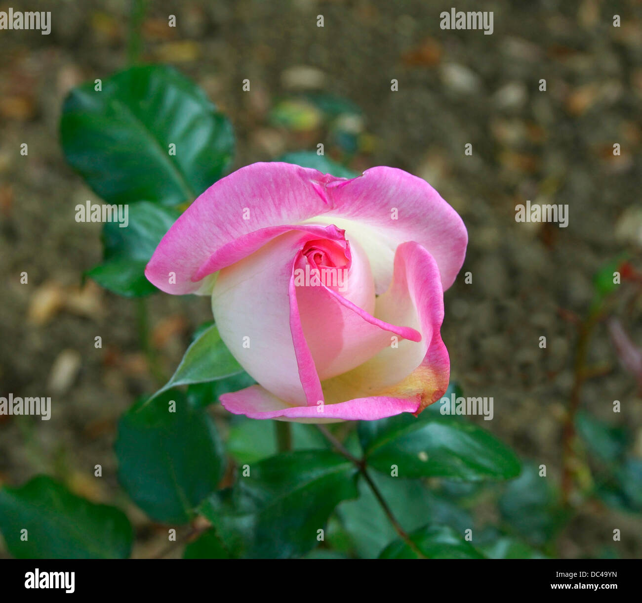 Rosa cultivar, hybrid tea, Stock Photo