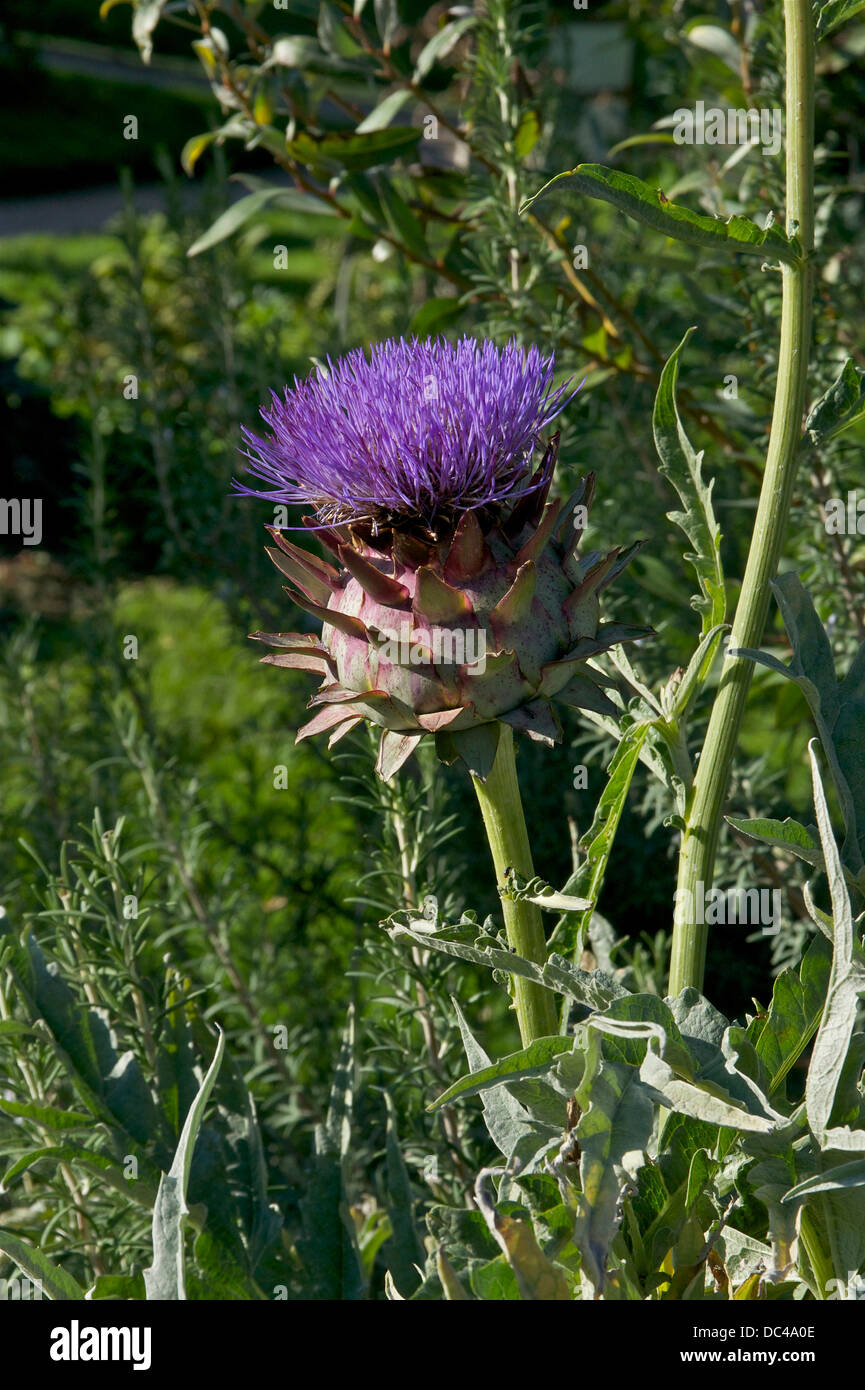 A flowering globe artichoke, Cynara scolymus Stock Photo Alamy