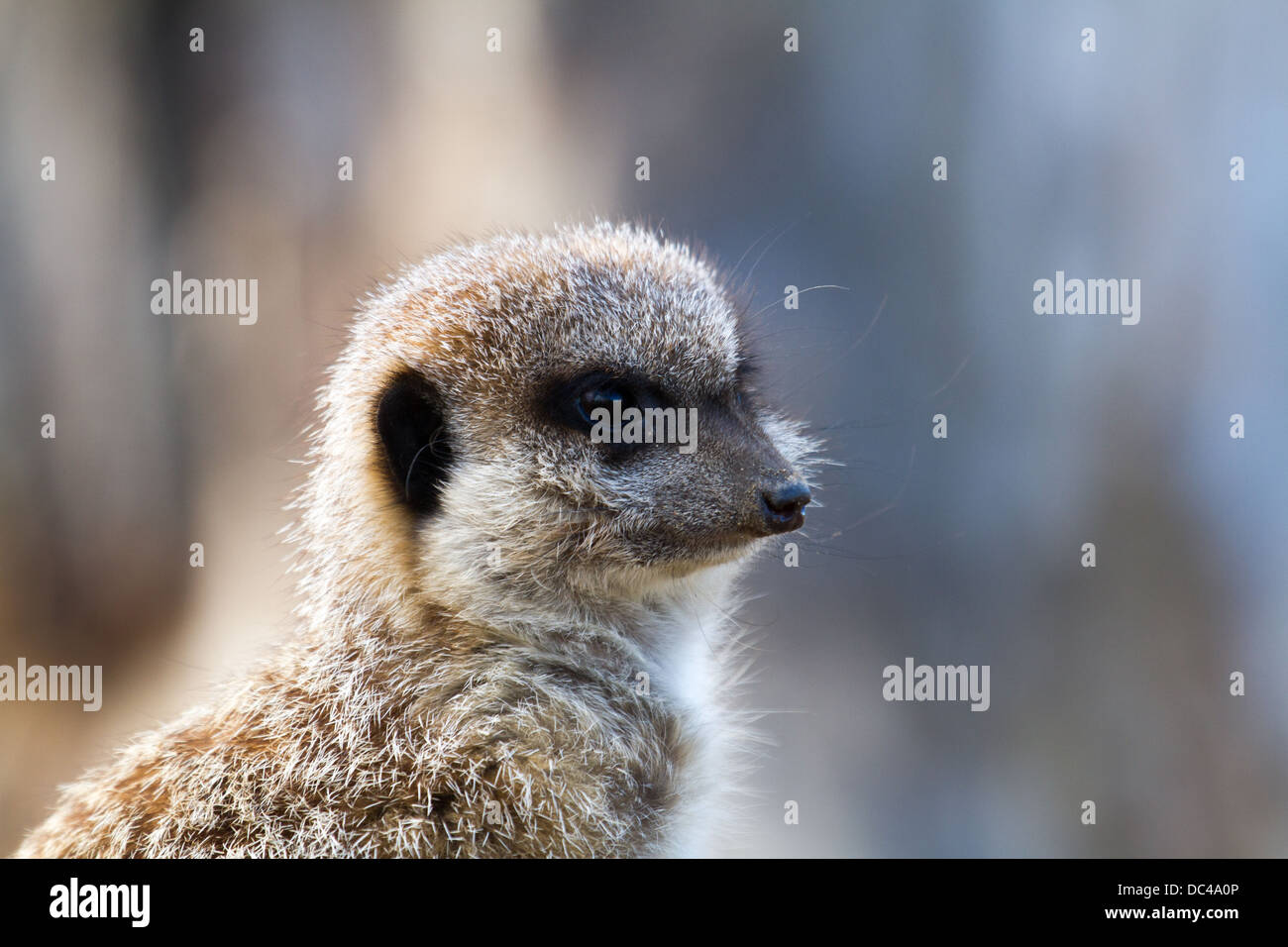 A meercat on the look out for trouble Stock Photo