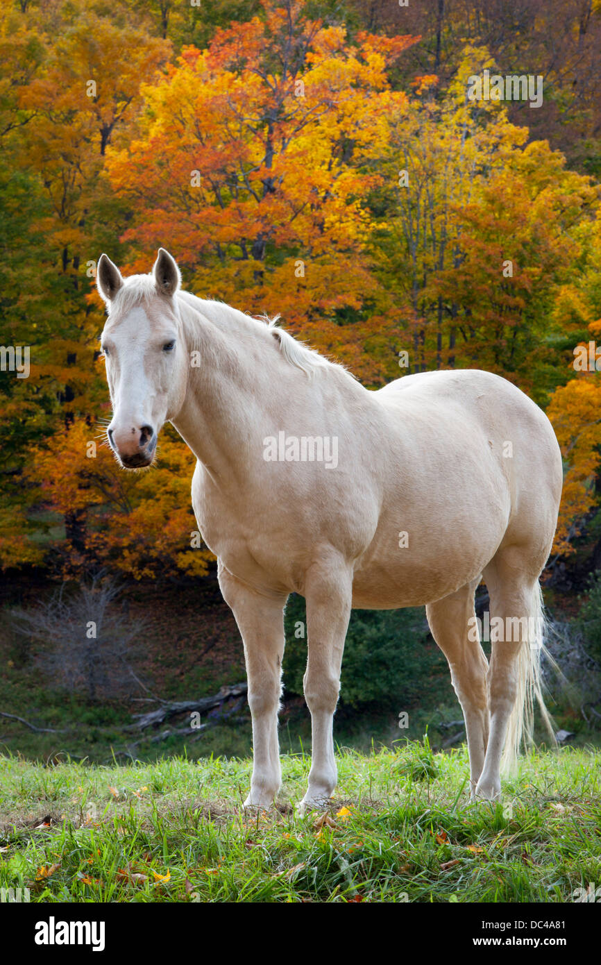 White mare in autumn near Woodstock, Vermont, USA Stock Photo