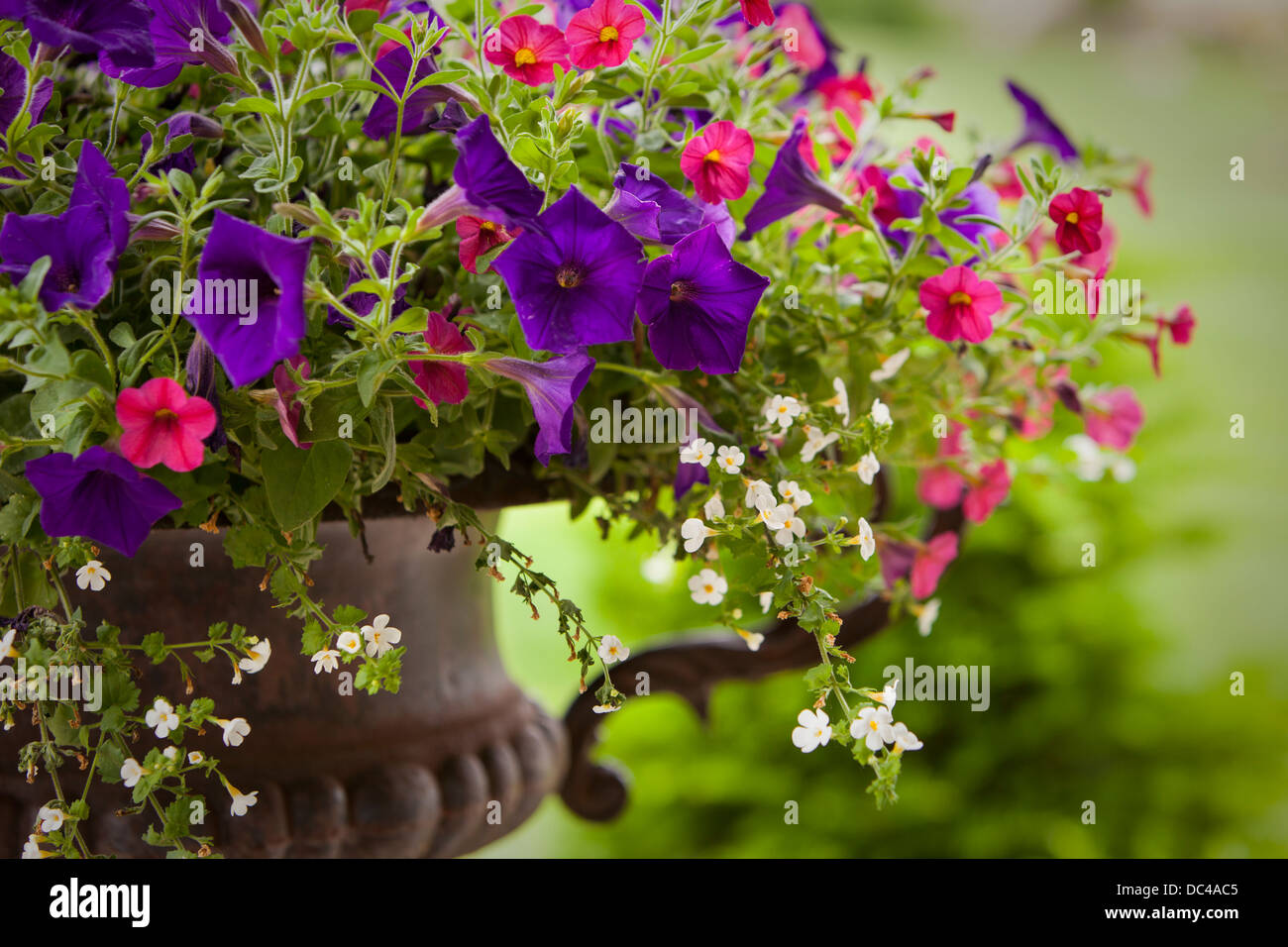 Colorful flowers in a cast iron pot Stock Photo