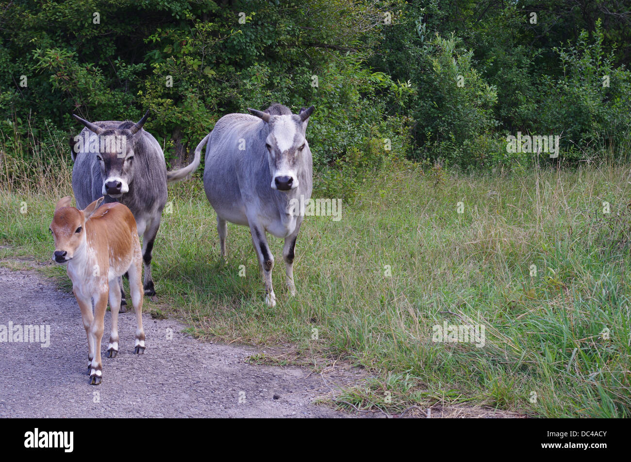 group of cows in a field Stock Photo - Alamy