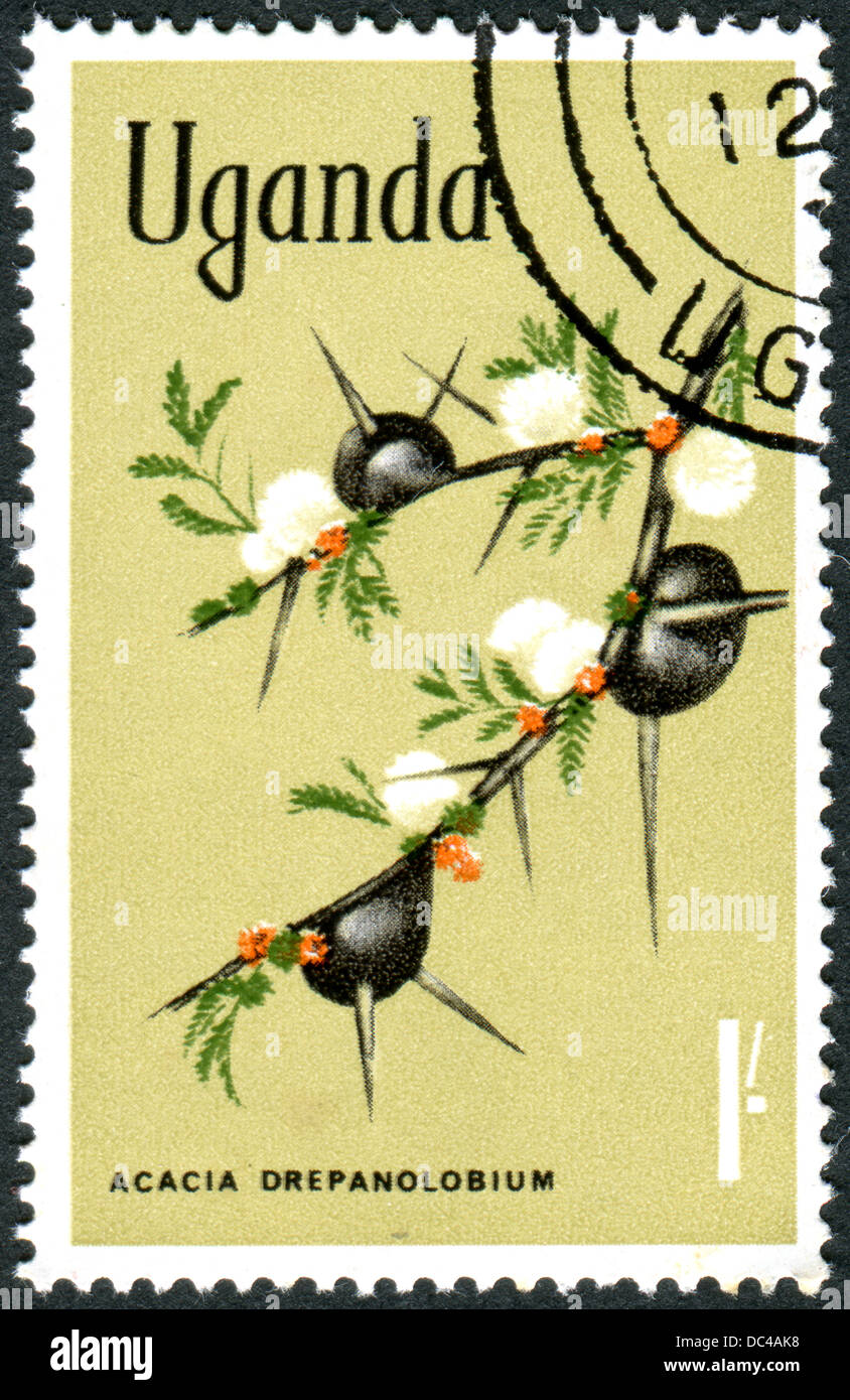 UGANDA - CIRCA 1969: Postage stamp Uganda, shows Acacia drepanolobium, circa 1969 Stock Photo