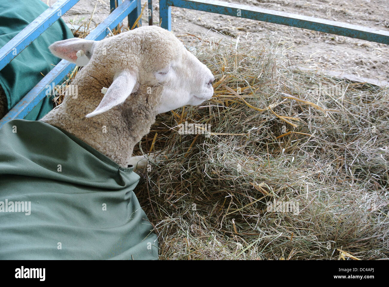 A sheep in a pen of hay Stock Photo
