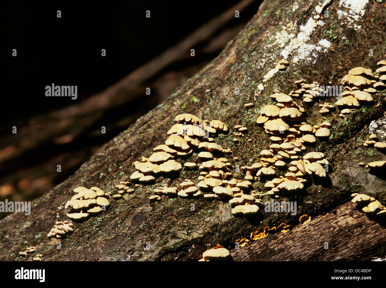 Foxfire glow of bitter oyster mushroom hires stock photography and
