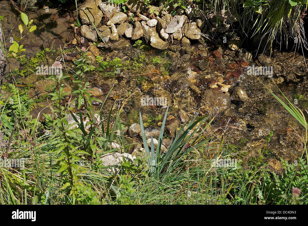 The stream called Manaurie, in Rouffignac, Dordogne, France. Stock Photo