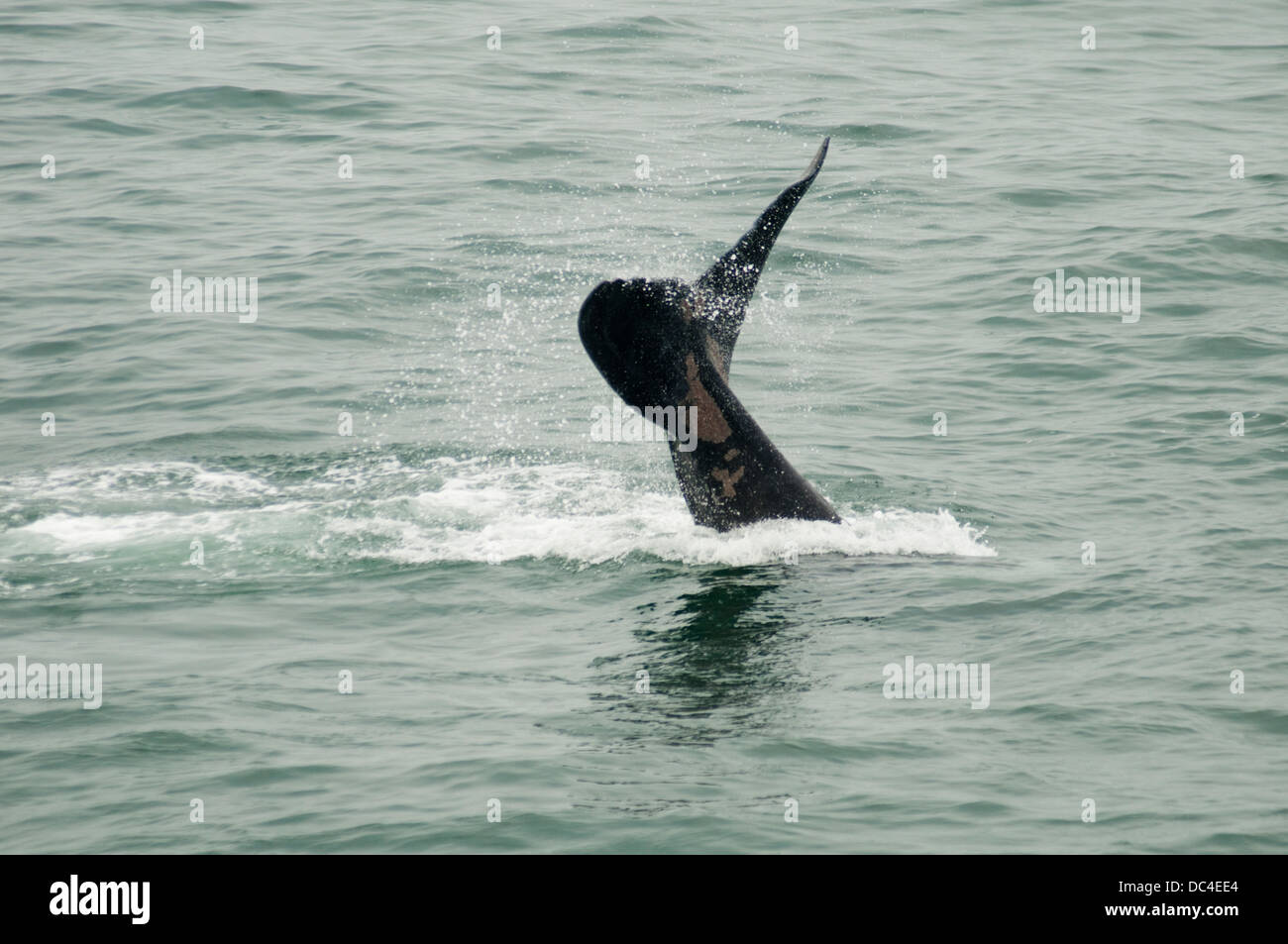 Tail fluke of the whale hi-res stock photography and images - Alamy