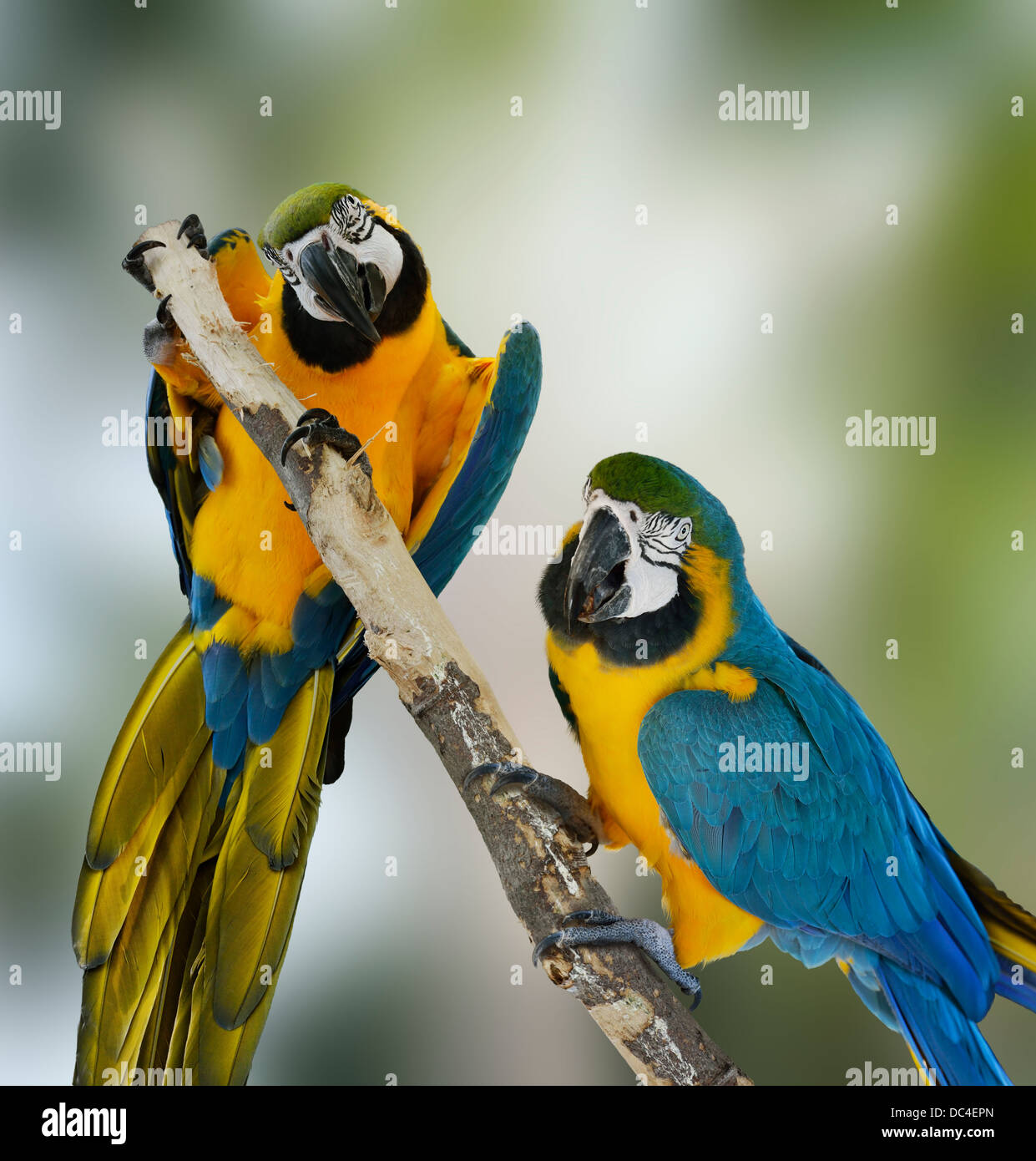 Two Blue Macaw Parrots Perching Stock Photo