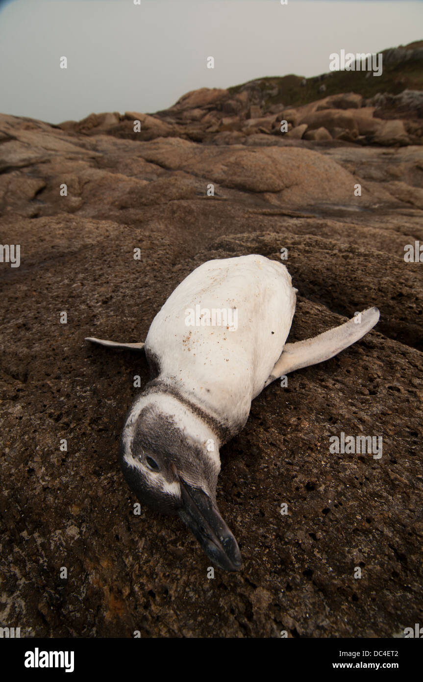 Dead magelanic penguin spheniscus magelanicus at south brazil Stock Photo