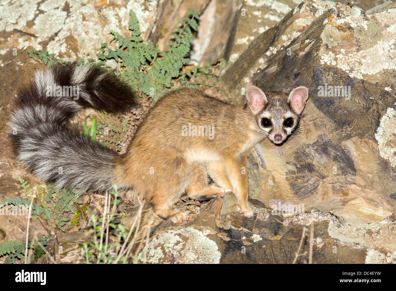Ringtail cat hires stock photography and images Alamy