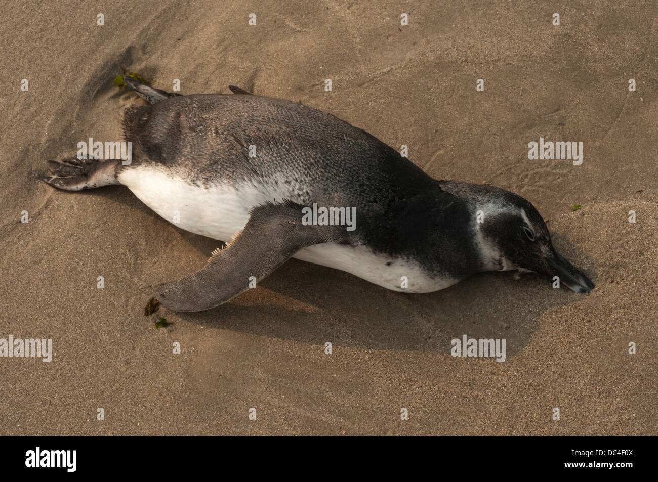 Dead magelanic penguin spheniscus magelanicus at south brazil Stock Photo