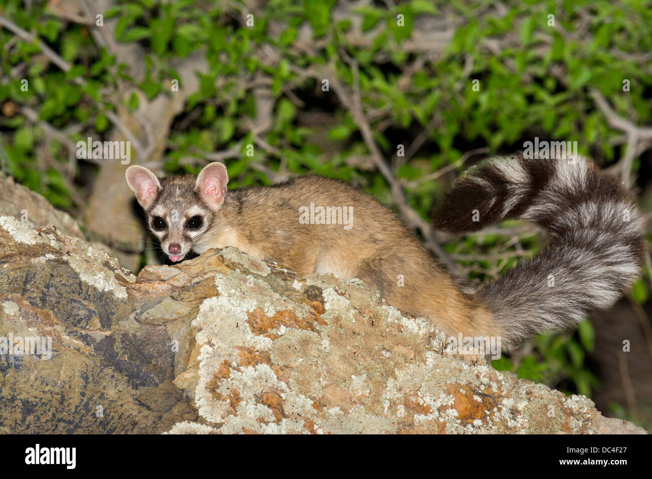 Ringtail cat arizona hires stock photography and images Alamy
