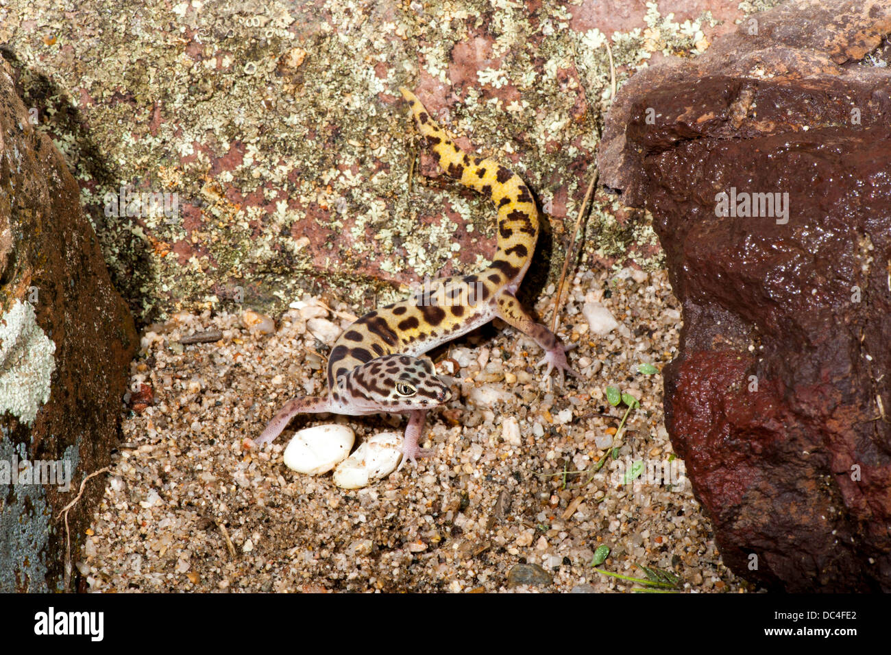 Tucson banded gecko hires stock photography and images Alamy
