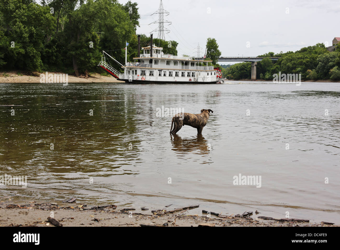 A dog standing in a river looking at a riverboat. Stock Photo