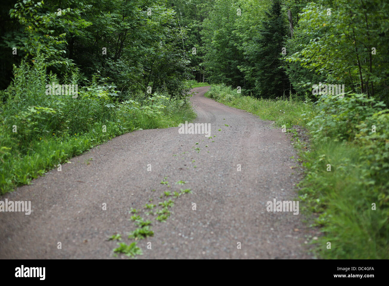 A narrow winding dirt road in the woods. Stock Photo