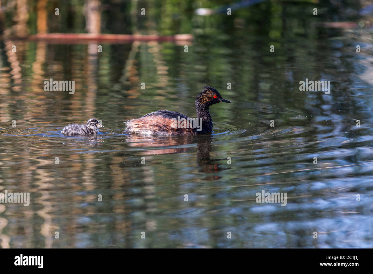 Eared Grebe, (Podiceps nigricollis) Baby following mother swimming on the water. Weed Lake, Alberta, Canada Stock Photo