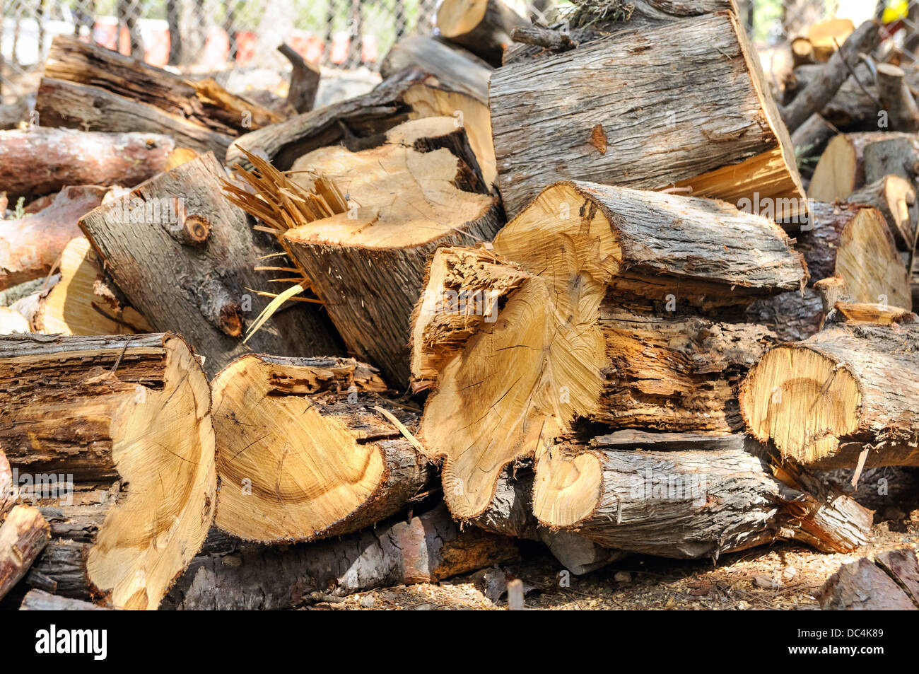 A stack of firewood in the park Stock Photo Alamy