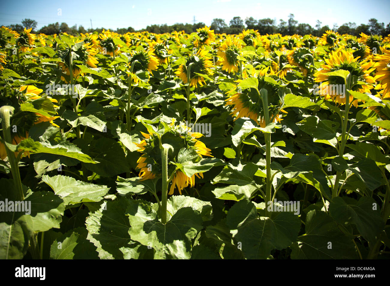 Backs of Sunflower in bloom at sunflower farm on sunny day in summer Stock Photo
