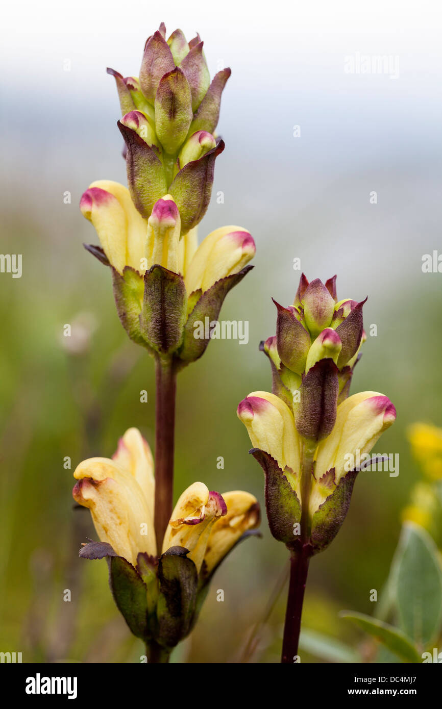 Moor-king (Pedicularis sceptrum-carolinum) flower spikes Stock Photo