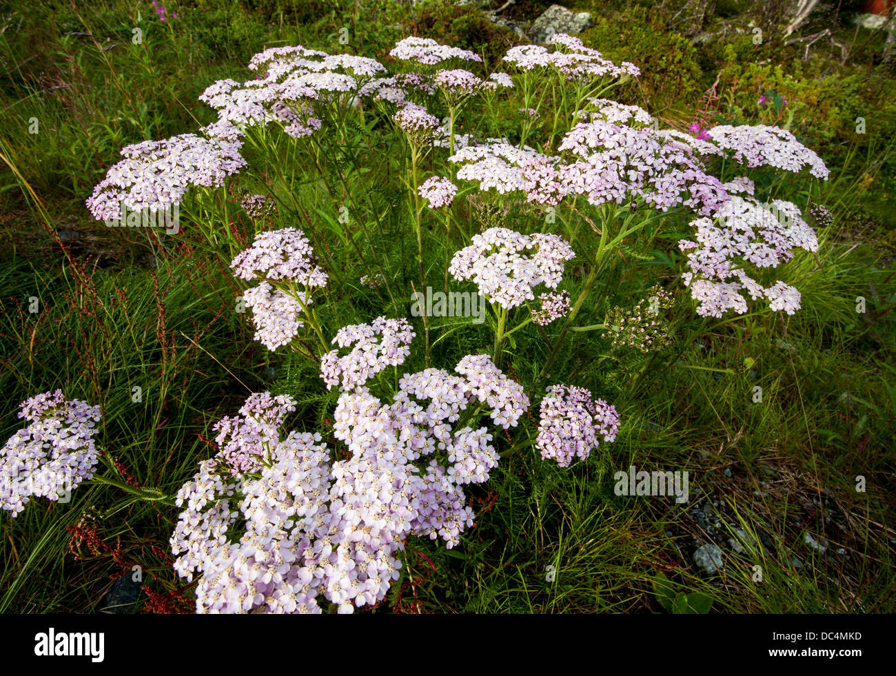 Pink and white achillea yarrow plants growing asteraceae flowers