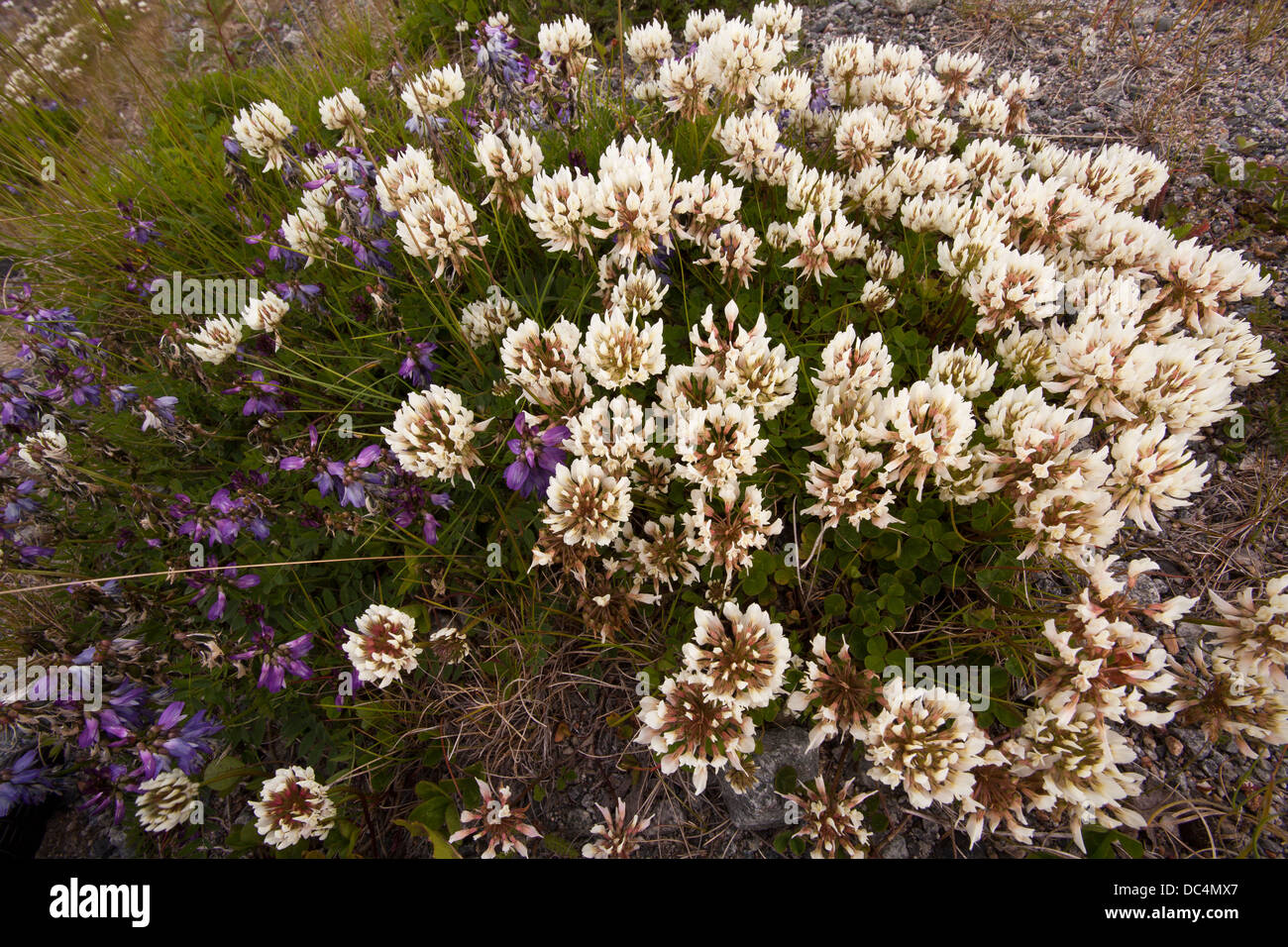White clover (Trifolium repens) flowers Stock Photo