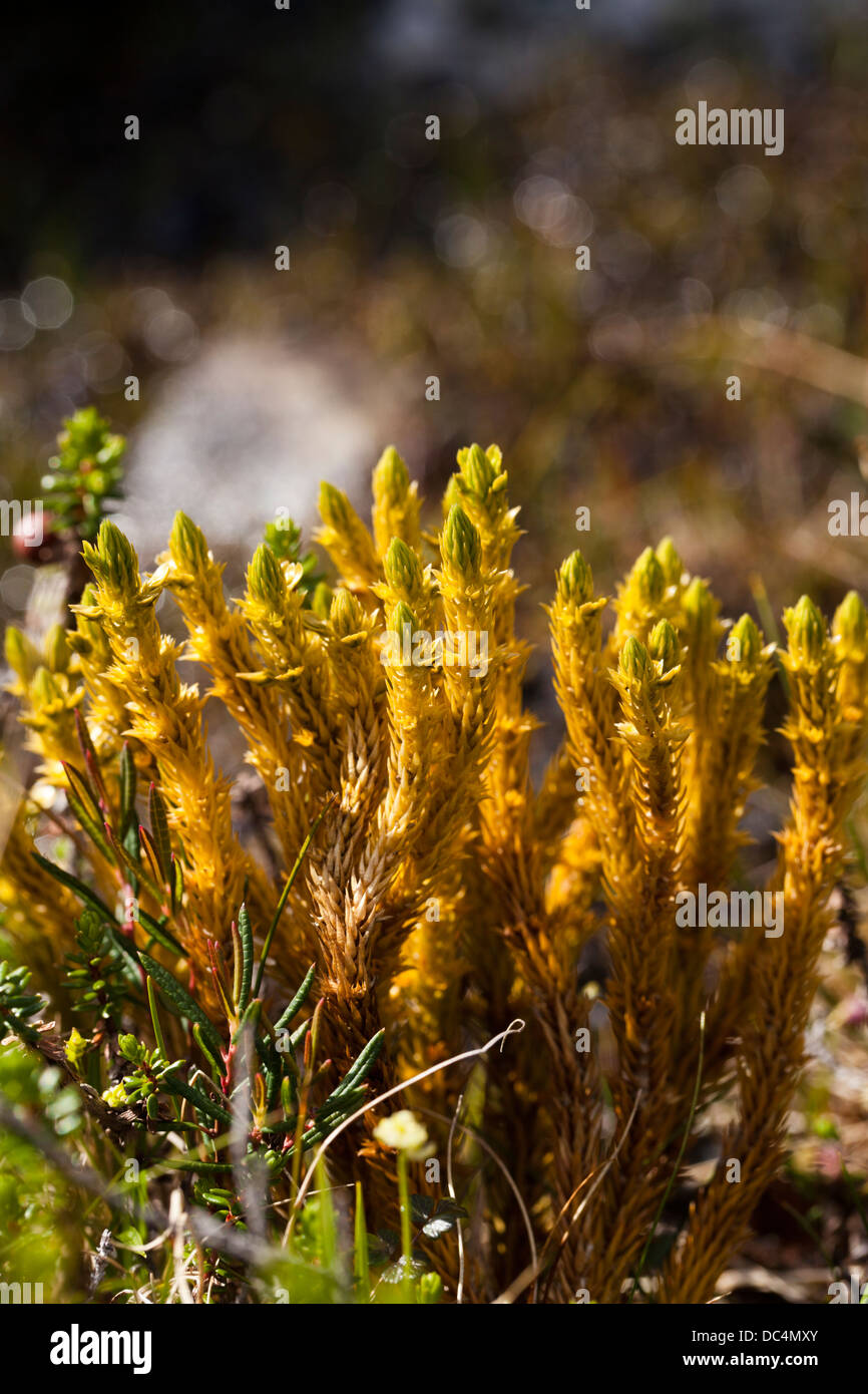 Northern firmoss (Huperzia selago ssp. arctica) Stock Photo