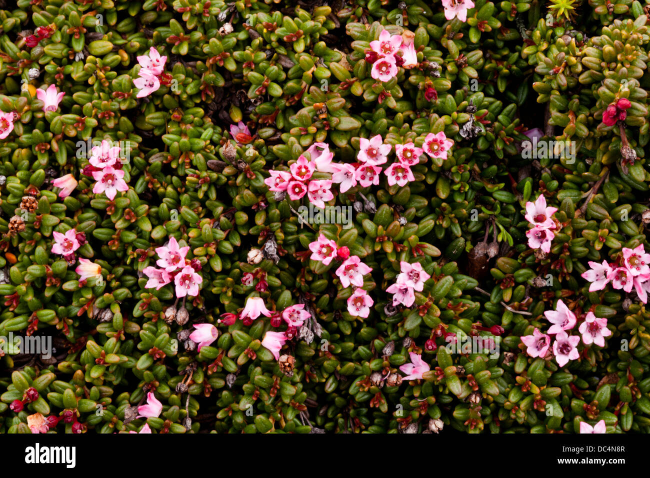 Alpine azalea (Loiseleuria procumbens) flowers Stock Photo