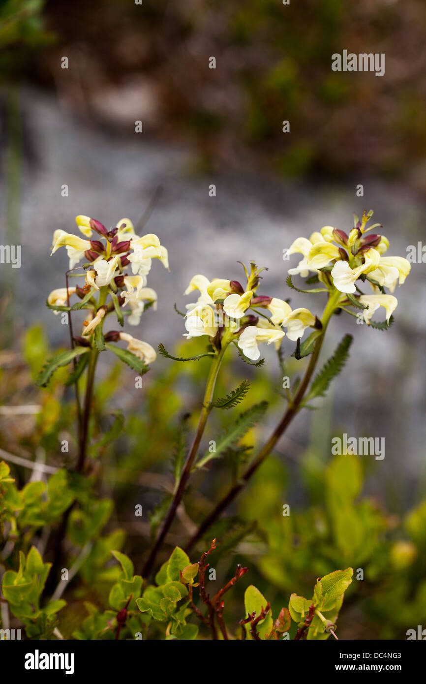 Lapland Lousewort (Pedicularis lapponica) flowers Stock Photo