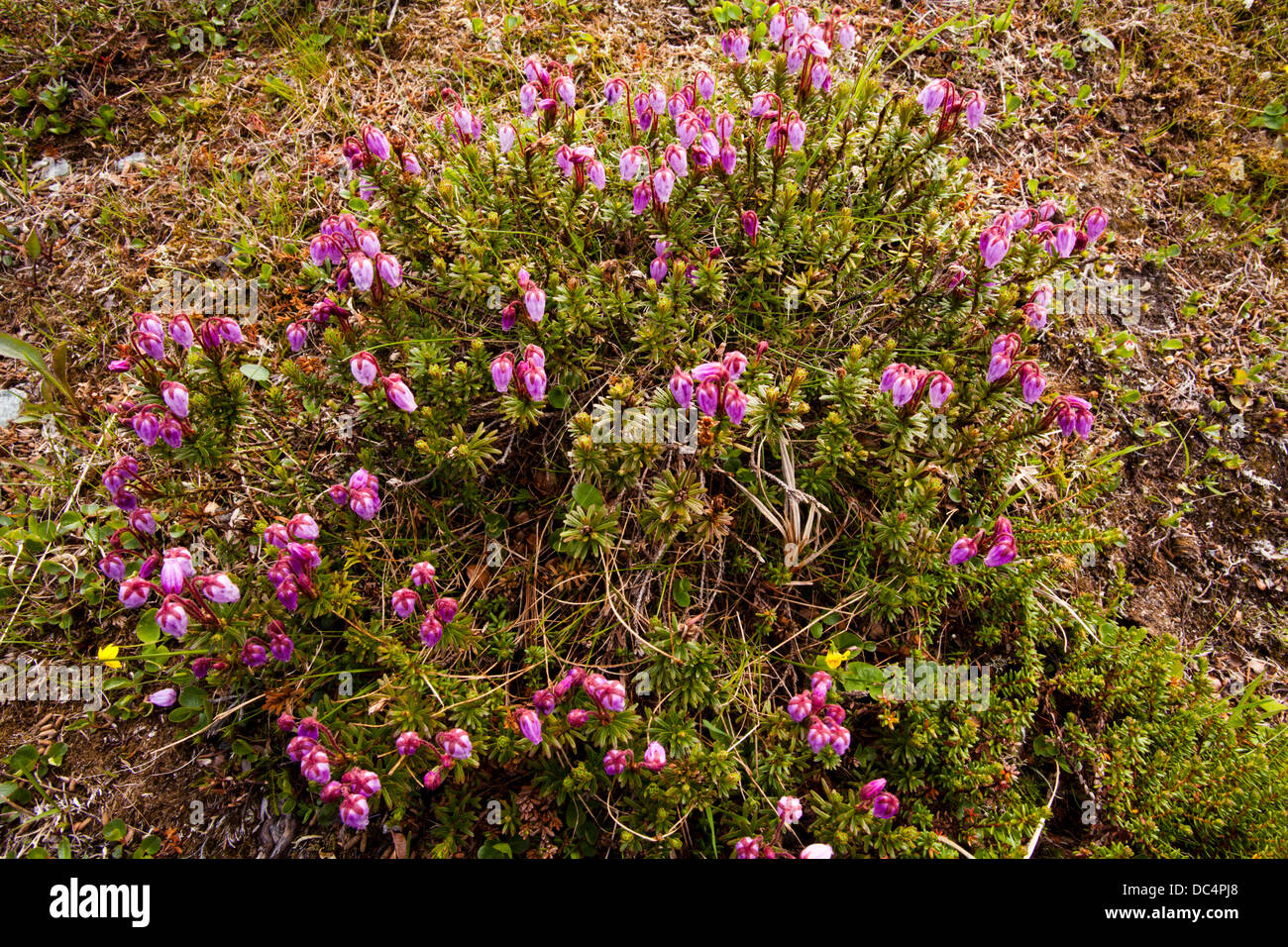 Mountain heath (Phyllodoce caerulea) flowers Stock Photo