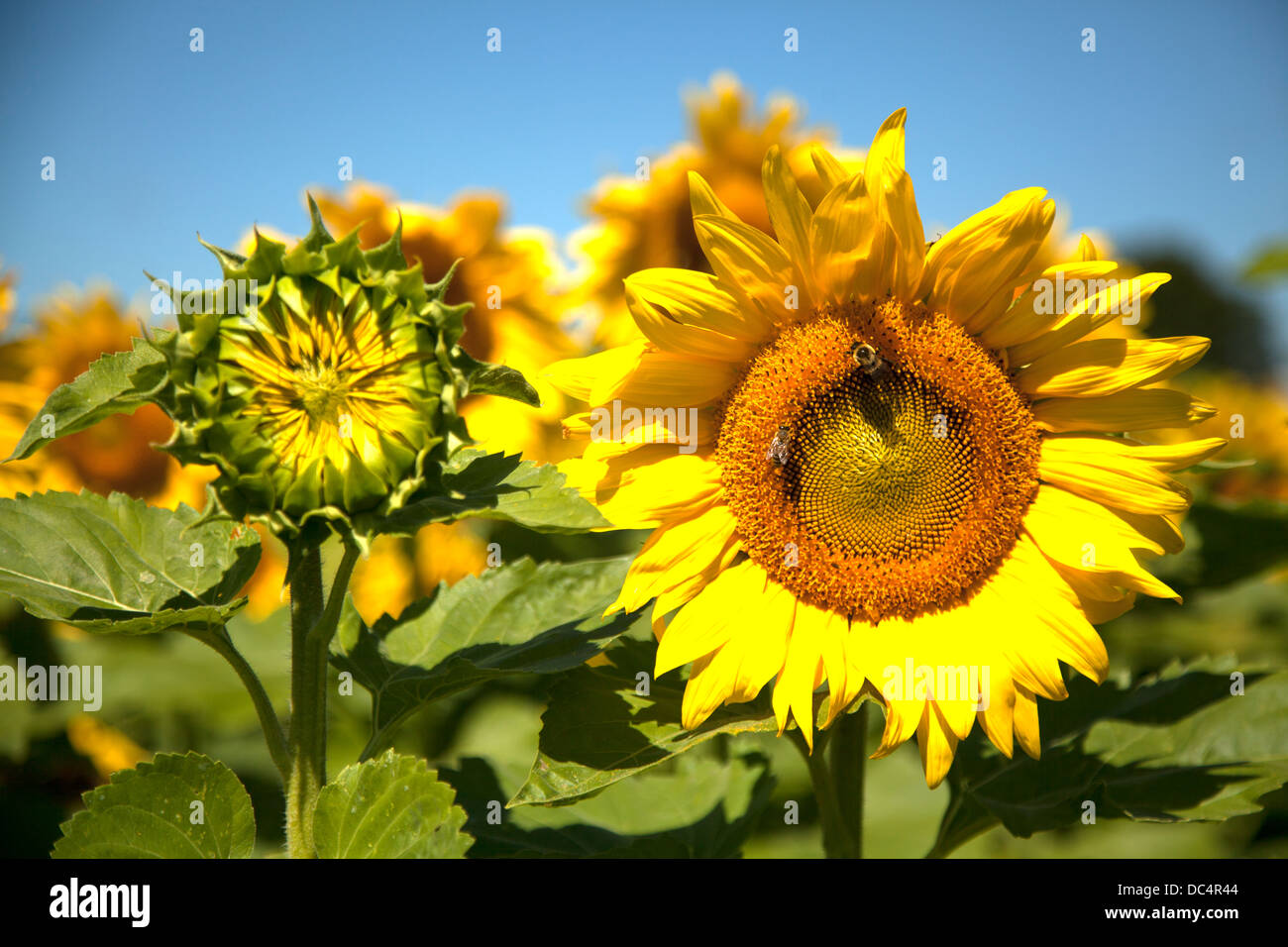 Sunflower in bloom at sunflower farm on sunny day in summer Stock Photo