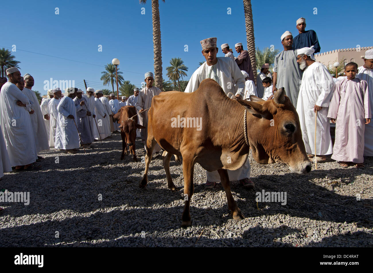 Livestock merchant with cattle at the livestock market, Nizwa ...