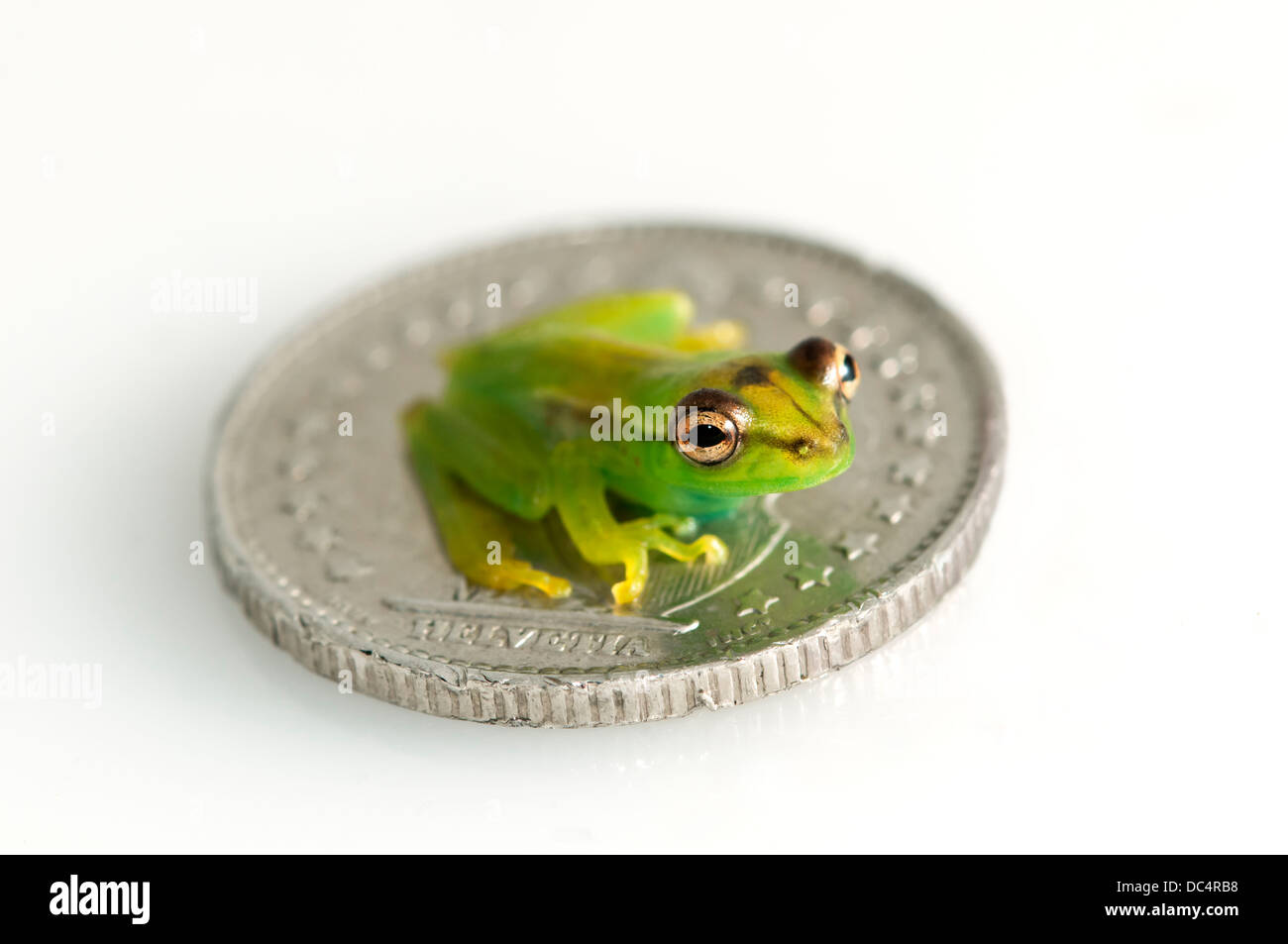 Juvenile of Orinoco lime tree frog (Sphaenorhynchus lacteus) sitting on a coin, Tambopata Nature Reserve, Madre de Dios region, Stock Photo