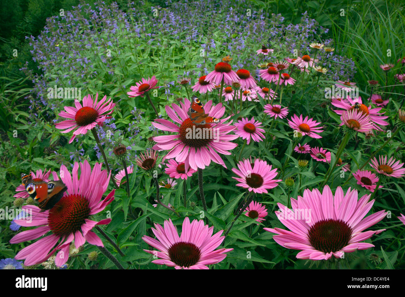 Coneflower Echinacea Rubinstern and Peacock Butterfly Stock Photo