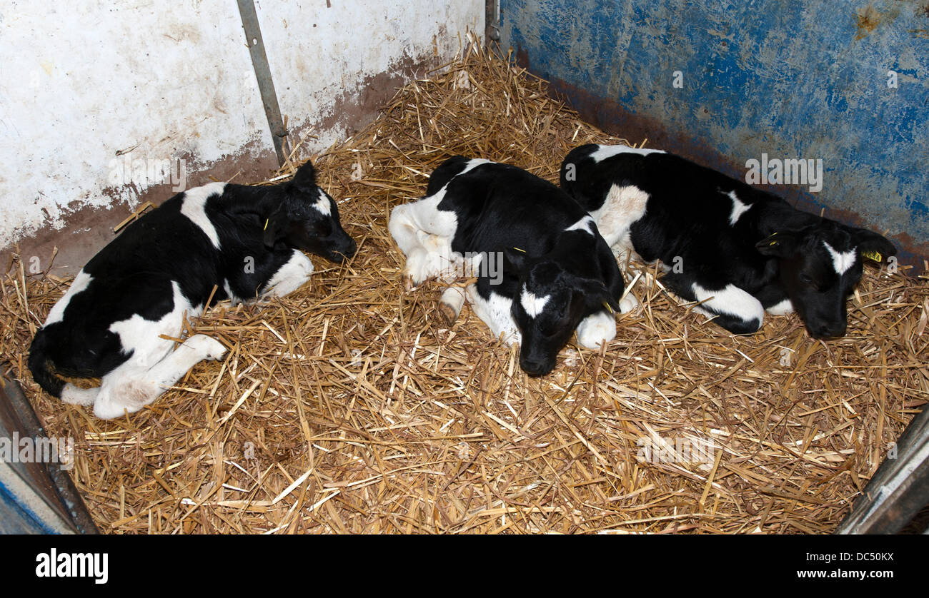 Wirral, UK . 09th Aug, 2013. Triplet Male British Friesian calves have