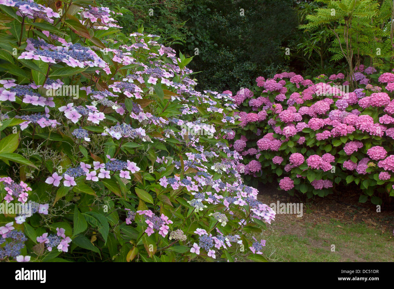 Hydrangea Lacecape'Lilacina' in woodland garden Stock Photo