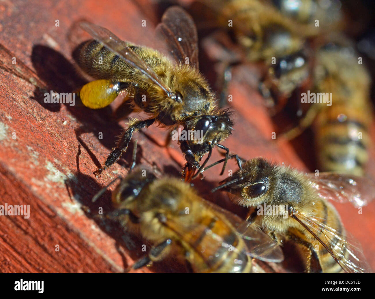 honey bees with propolis in leg sack Stock Photo
