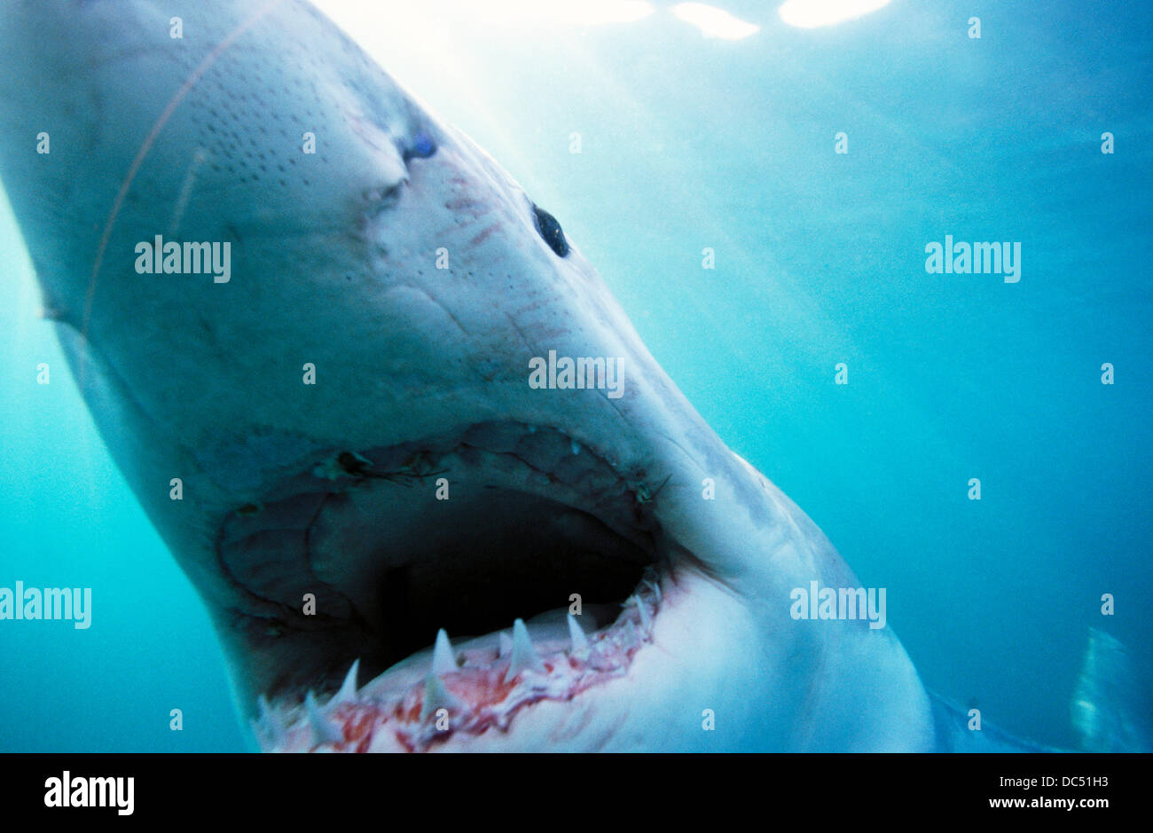 Great White Shark (Carcharodon Carcharias Stock Photo - Alamy