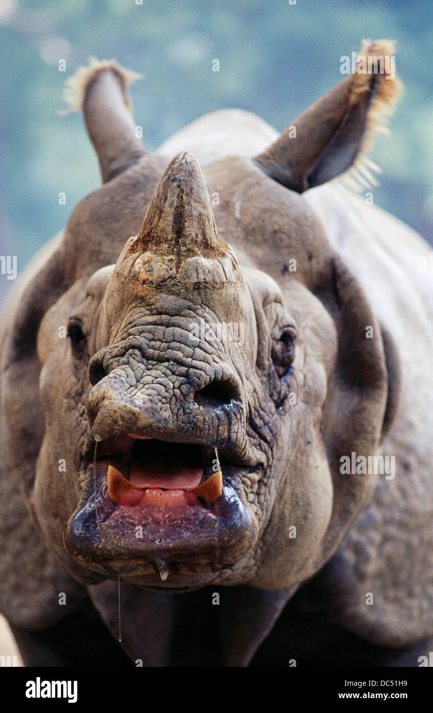 Rhino with mouth open hi-res stock photography and images - Alamy