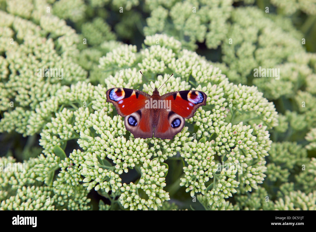 Peacock Butterfly Inachis io on garden sedum or ice plant Stock Photo