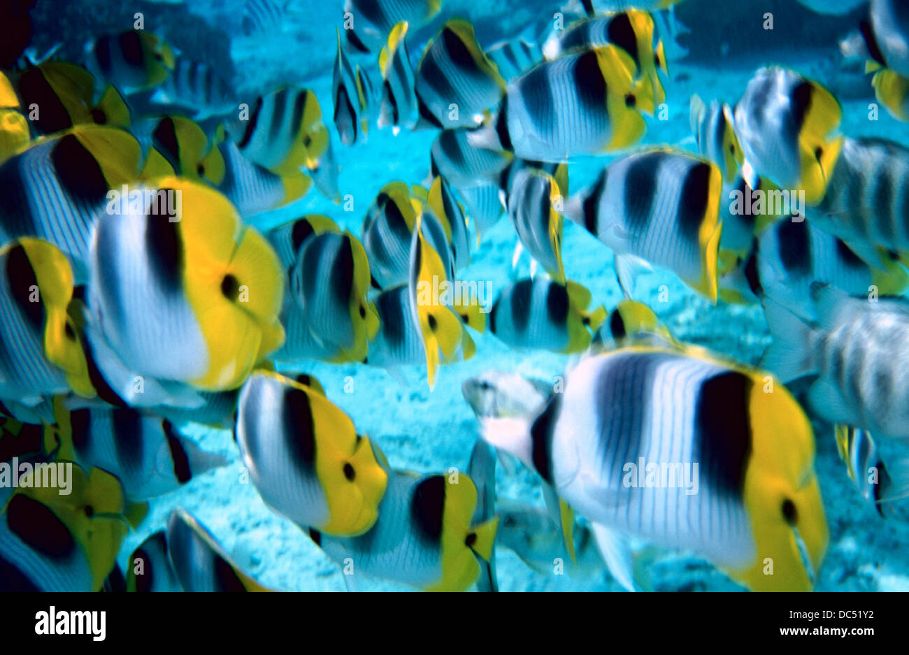 Lagoon tropical fish. Rangiroa. French Polynesia Stock